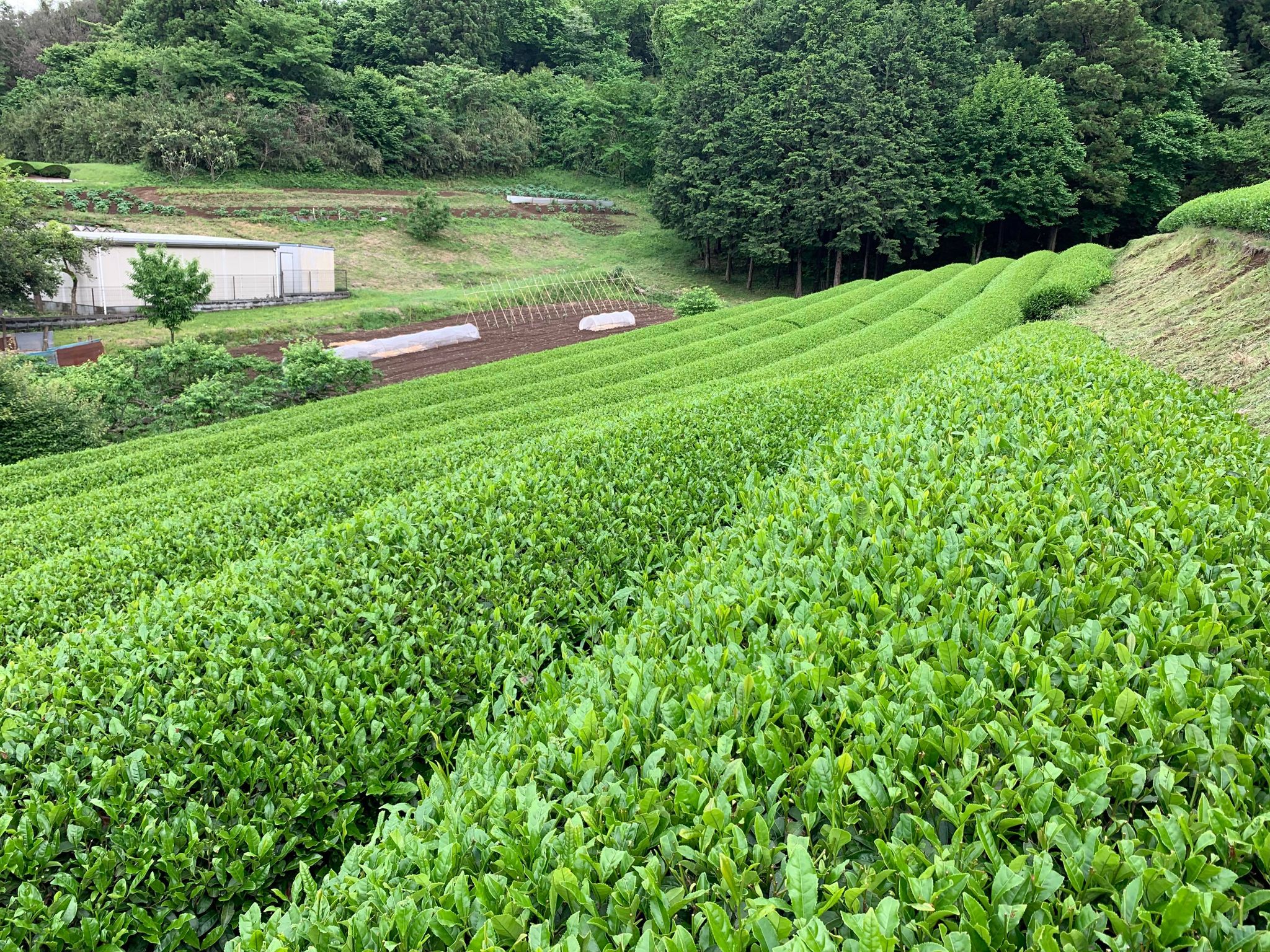 狭山茶農家『ささら屋』ECサイトでのリピート購入の促進に挑戦